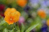 Fleurs